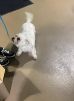 Boss, a male Maltese for sale in Tampa, FL – Photo 1 of 6