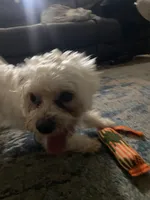 Boss, a male Maltese for sale in Tampa, FL – Photo 3 of 6