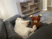 Boss, a male Maltese for sale in Tampa, FL – Photo 2 of 6