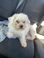 Boss, a male Maltese for sale in Tampa, FL – Photo 4 of 6