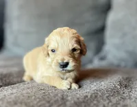 Cupid, a male Goldendoodle for sale in Green Mountain, NC – Photo 2 of 2