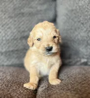 Cupid, a male Goldendoodle for sale in Green Mountain, NC – Photo 1 of 2
