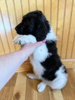 Lambie , a male Goldendoodle for sale in Green Mountain, NC – Photo 4 of 5