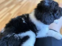 Lambie , a male Goldendoodle for sale in Green Mountain, NC – Photo 5 of 5