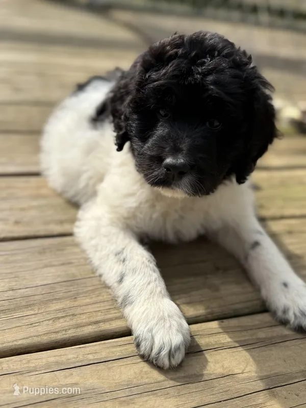 Lambie  – Goldendoodle puppy for sale in Green Mountain, NC