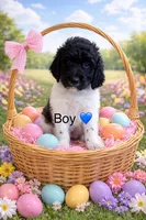 Lambie , a male Goldendoodle for sale in Green Mountain, NC – Photo 1 of 5