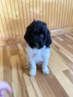 Lambie , a male Goldendoodle for sale in Green Mountain, NC – Photo 2 of 5