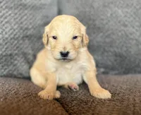 Luv Bug, a male Goldendoodle for sale in Green Mountain, NC – Photo 1 of 2