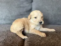 Luv Bug, a male Goldendoodle for sale in Green Mountain, NC – Photo 2 of 2