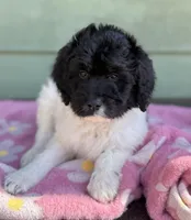Luna, a female Goldendoodle for sale in Green Mountain, NC – Photo 2 of 3