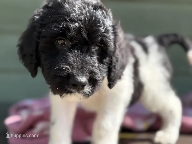 Luna – Goldendoodle puppy for sale in Green Mountain, NC