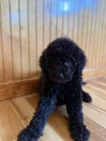 Luca , a male Goldendoodle for sale in Green Mountain, NC – Photo 2 of 3