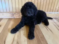 Luca , a male Goldendoodle for sale in Green Mountain, NC – Photo 3 of 3