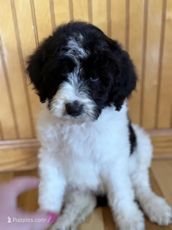 Lily  – Goldendoodle puppy for sale in Green Mountain, NC