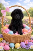 Luca , a male Goldendoodle for sale in Green Mountain, NC – Photo 1 of 3