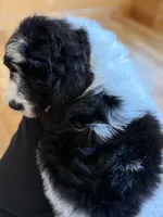 Lily , a female Goldendoodle for sale in Green Mountain, NC – Photo 4 of 4