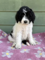 Lily , a female Goldendoodle for sale in Green Mountain, NC – Photo 3 of 4