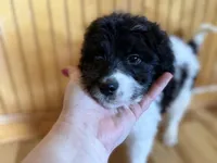 Lacey , a female Goldendoodle for sale in Green Mountain, NC – Photo 3 of 3