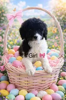 Lacey , a female Goldendoodle for sale in Green Mountain, NC – Photo 1 of 3