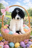 Lily , a female Goldendoodle for sale in Green Mountain, NC – Photo 1 of 4