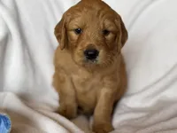 Sonny, a male Goldendoodle for sale in Green Mountain, NC – Photo 1 of 2