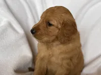 Sonny, a male Goldendoodle for sale in Green Mountain, NC – Photo 2 of 2