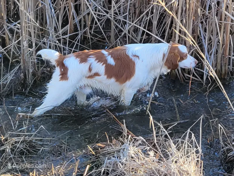 Ace Full AKC registration  – Brittany puppy for sale in Ozark, AR