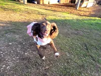 Quarry , a female English Cocker Spaniel for sale in Ozark, AR – 2 of 3