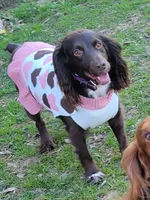Quarry , a female English Cocker Spaniel for sale in Ozark, AR – 1 of 3
