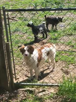 Ace Full AKC registration , a male Brittany for sale in Ozark, AR – 2 of 3