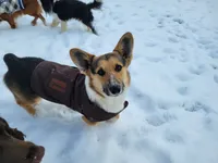 Scout, a male Pembroke Welsh Corgi for sale in Ozark, AR – 2 of 2