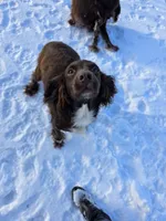 Quarry , a female English Cocker Spaniel for sale in Ozark, AR – 3 of 3