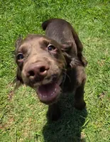 AKC Blue, a male English Cocker Spaniel for sale in Ozark, AR – 4 of 5