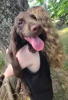AKC Blue, a male English Cocker Spaniel for sale in Ozark, AR – 3 of 5