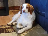 Ace Full AKC registration , a male Brittany for sale in Ozark, AR – 3 of 3