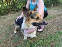 Scout Full AKC registration , a male Pembroke Welsh Corgi for sale in Ozark, AR – 4 of 4