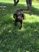 AKC Blue, a male English Cocker Spaniel for sale in Ozark, AR – 5 of 5
