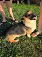 Scout Full AKC registration , a male Pembroke Welsh Corgi for sale in Ozark, AR – 3 of 4