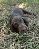 AKC Blue, a male English Cocker Spaniel for sale in Ozark, AR – 2 of 5