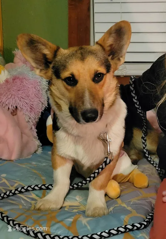 Scout – Pembroke Welsh Corgi puppy for sale in Ozark, AR