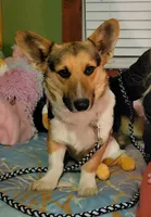Scout, a male Pembroke Welsh Corgi for sale in Ozark, AR – 1 of 2