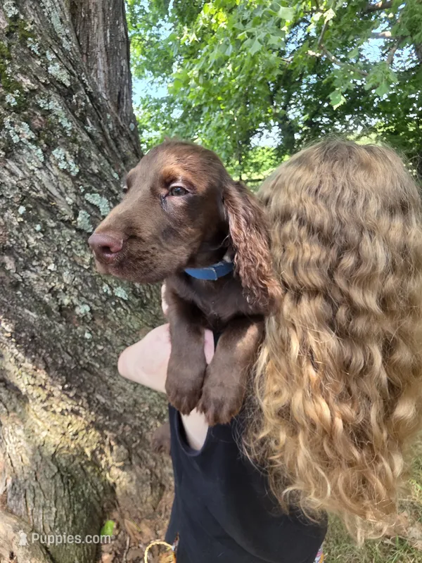 AKC Blue – English Cocker Spaniel puppy for sale in Ozark, AR