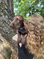 AKC Blue, a male English Cocker Spaniel for sale in Ozark, AR – 1 of 5