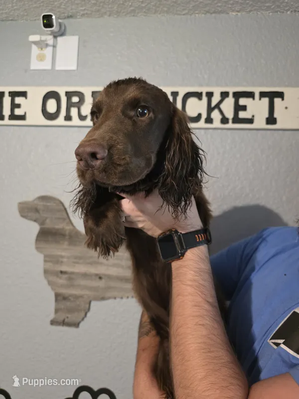 AKC Blue – English Cocker Spaniel puppy for sale in Ozark, AR