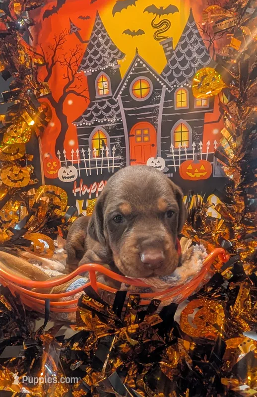 AKC Red collar  – Doberman Pinscher puppy for sale in Franklin, IN