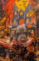 AKC Red collar , a female Doberman Pinscher for sale in Franklin, IN – 1 of 2