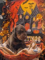 AKC Blue collar , a female Doberman Pinscher for sale in Franklin, IN – 2 of 2
