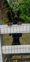 AKC Yellow collar , a male Doberman Pinscher for sale in Franklin, IN – 7 of 8