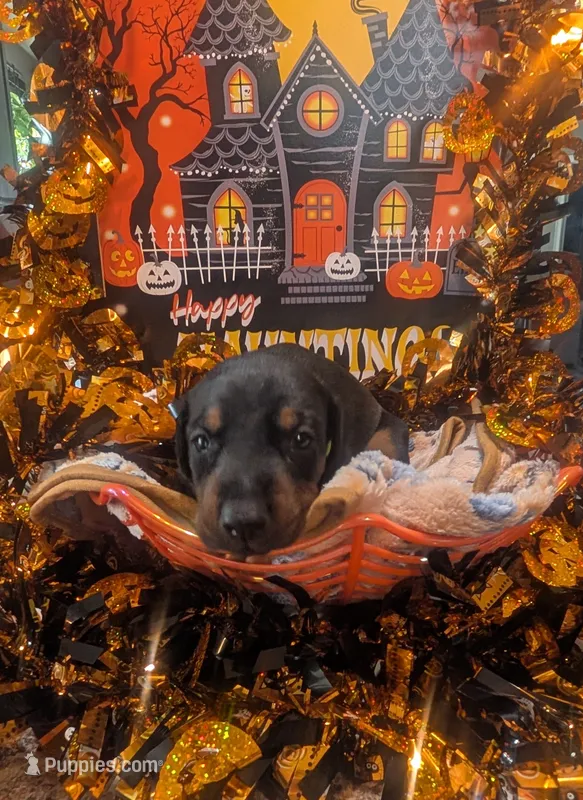 AKC Green collar  – Doberman Pinscher puppy for sale in Franklin, IN