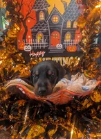 AKC Green collar , a female Doberman Pinscher for sale in Franklin, IN – 1 of 2